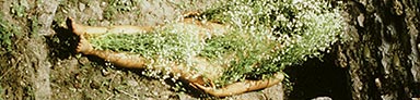 Ana Mendieta 